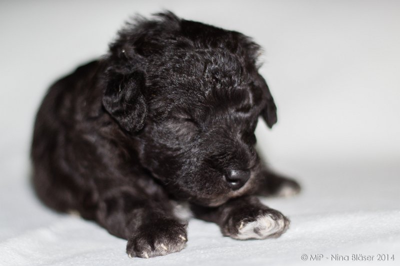 2014-02-18 Welpen Svet & Ruby-1874.jpg - Day 15